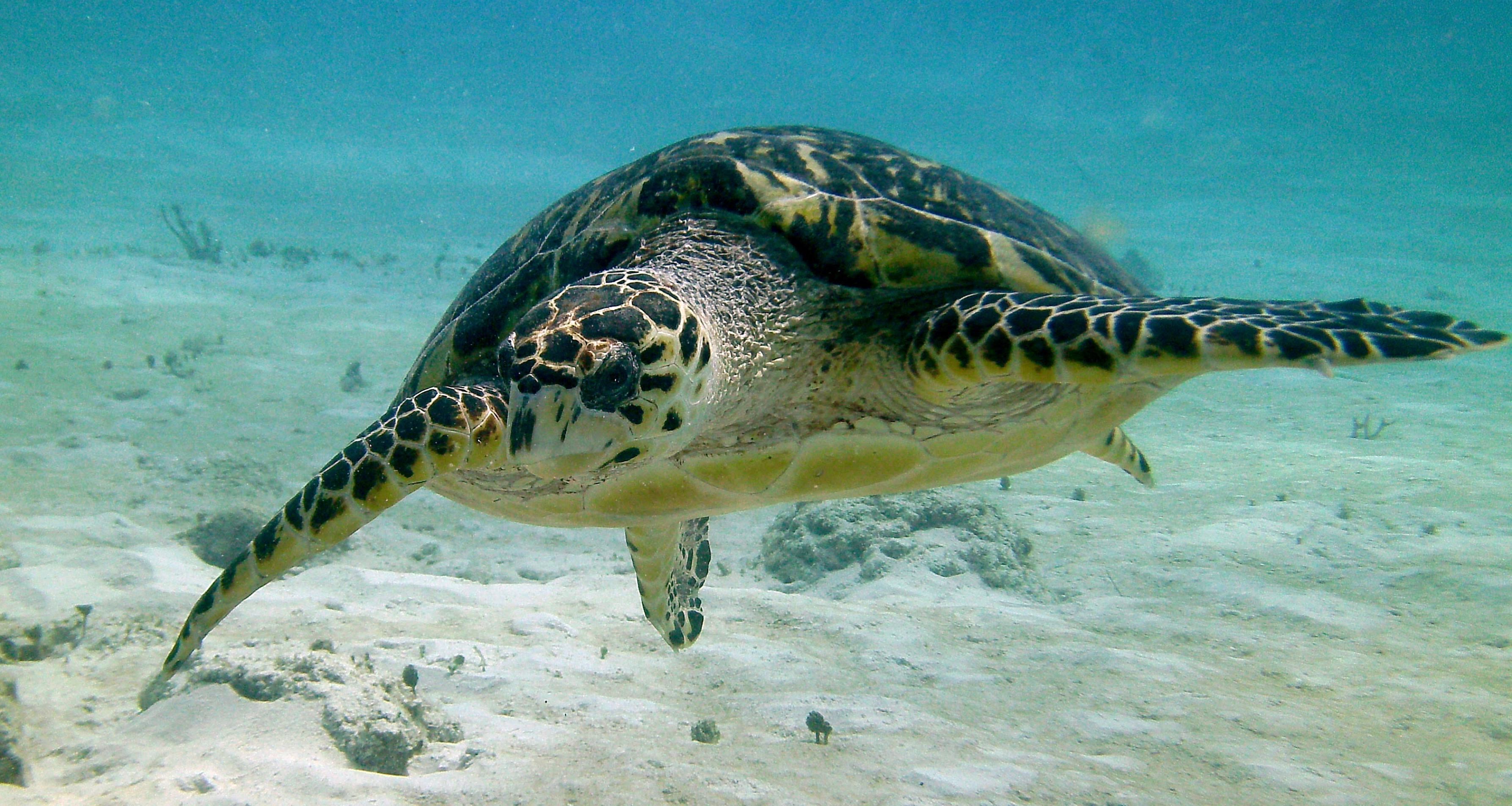 Another Turtle Tuesday in the Caribbean