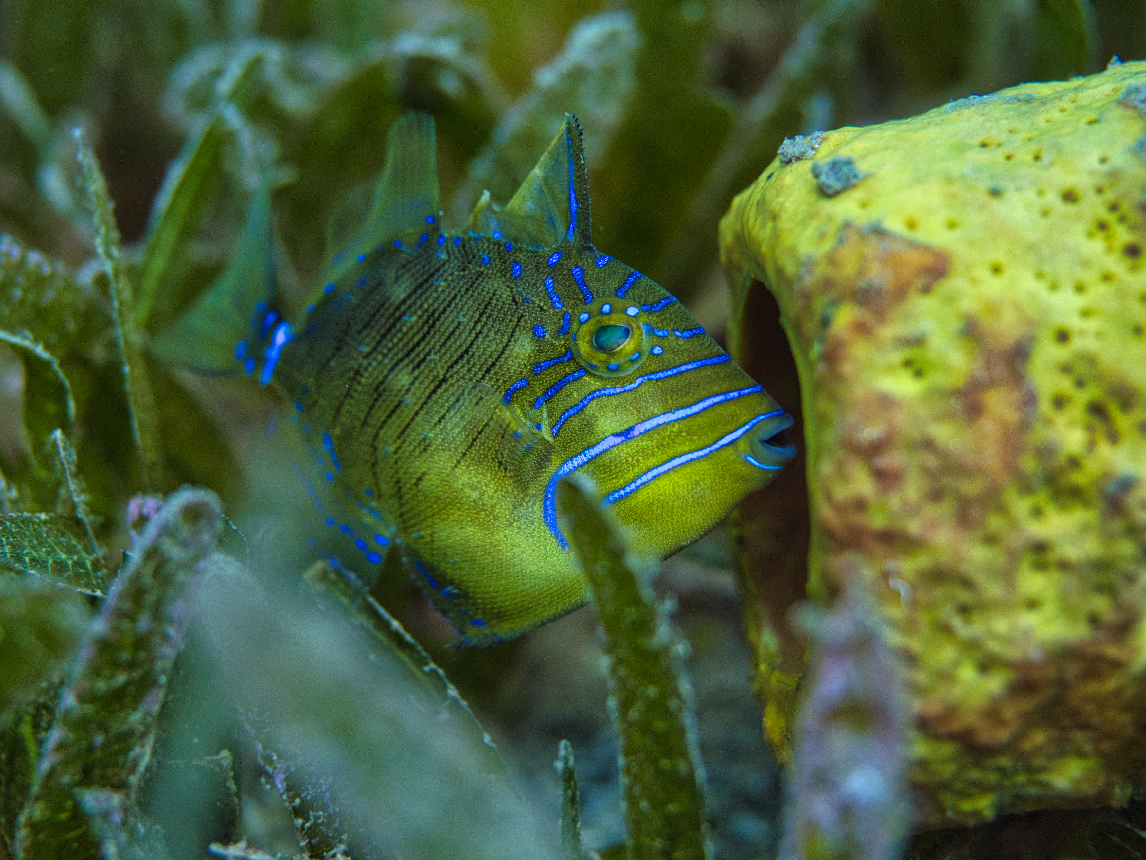 Diving St. Vincent Again