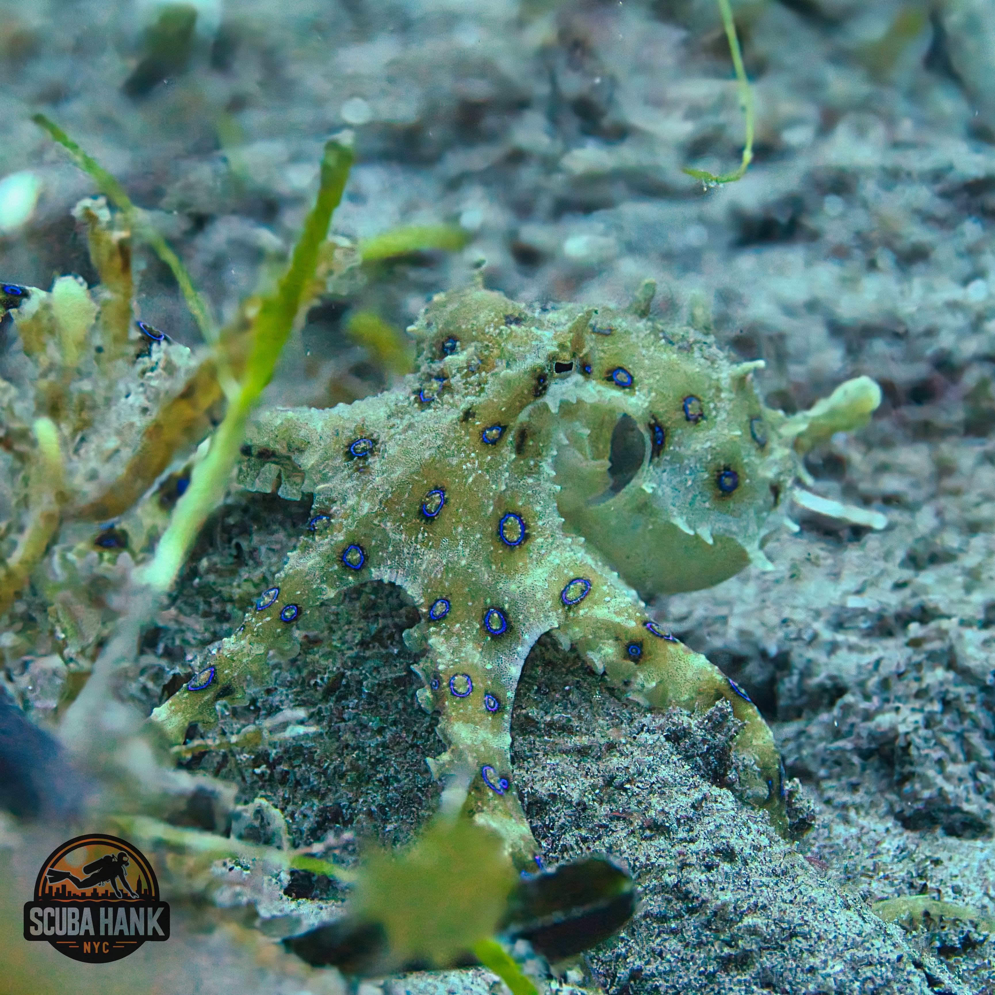 Blue-ringed Octopus spotted in the philippines