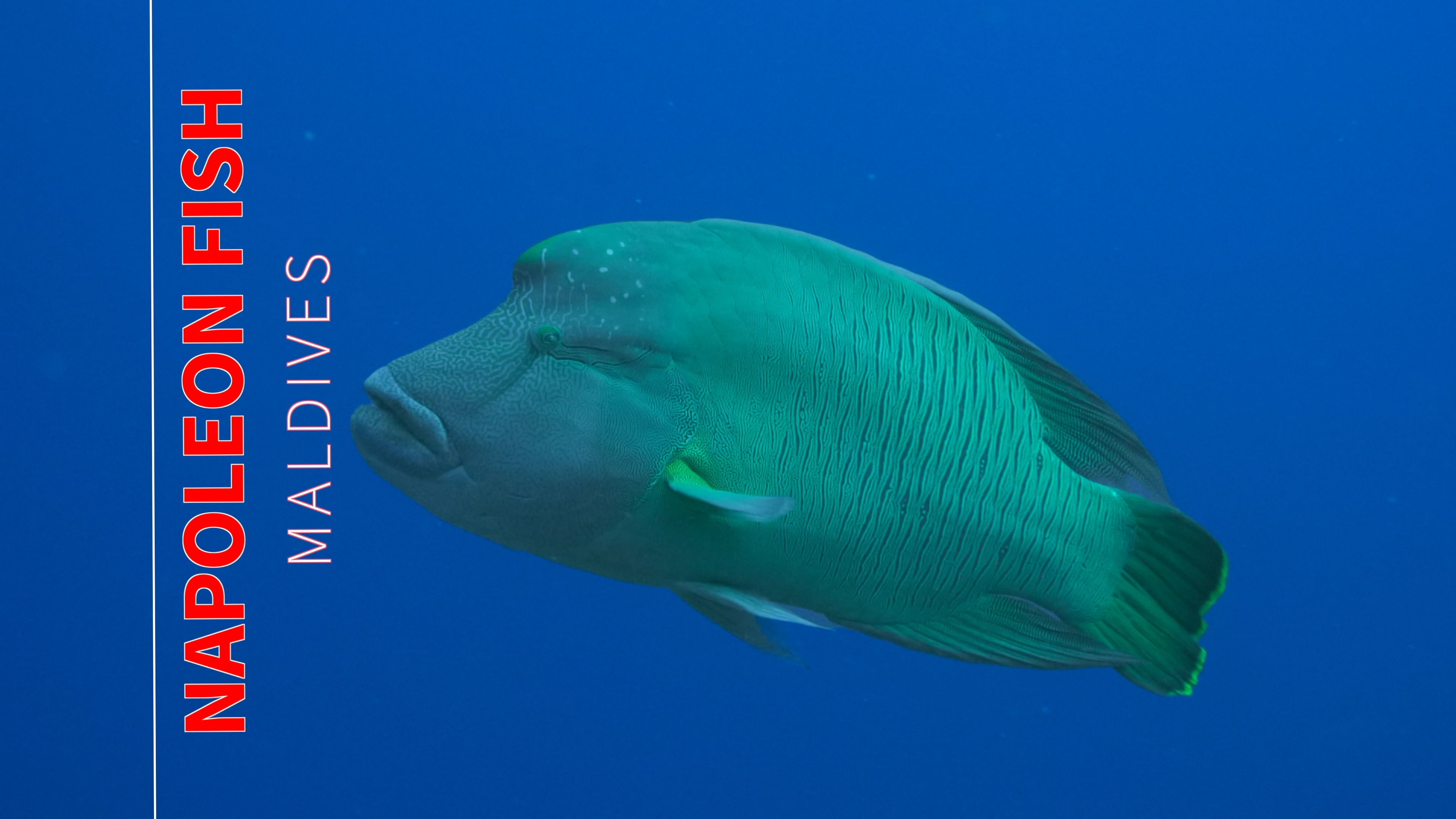 Up Close with the Napoleon Wrasse (Cheilinus undulatus)