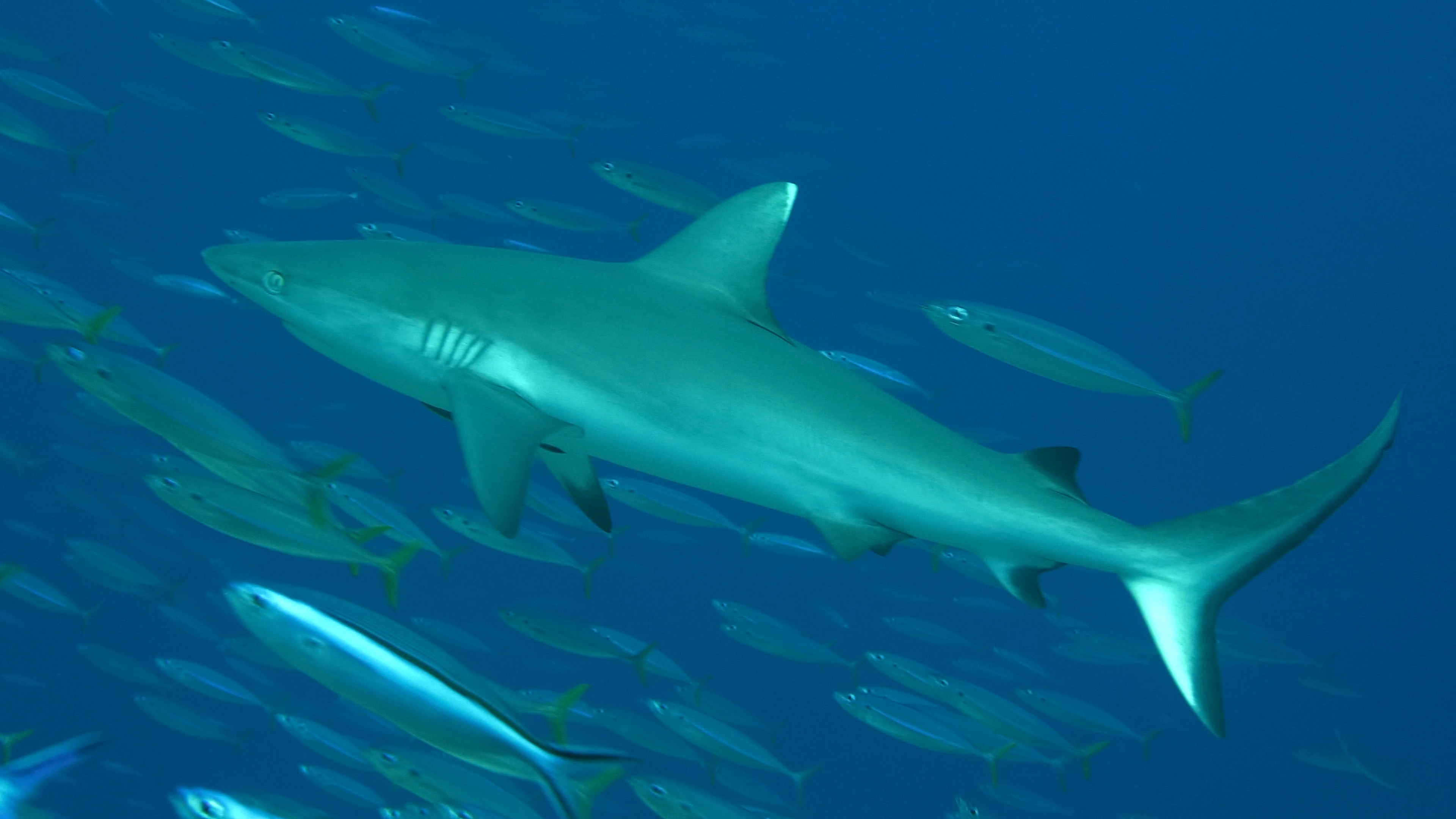 Shark Emerges from the Shadows | Maldives Channel Dive