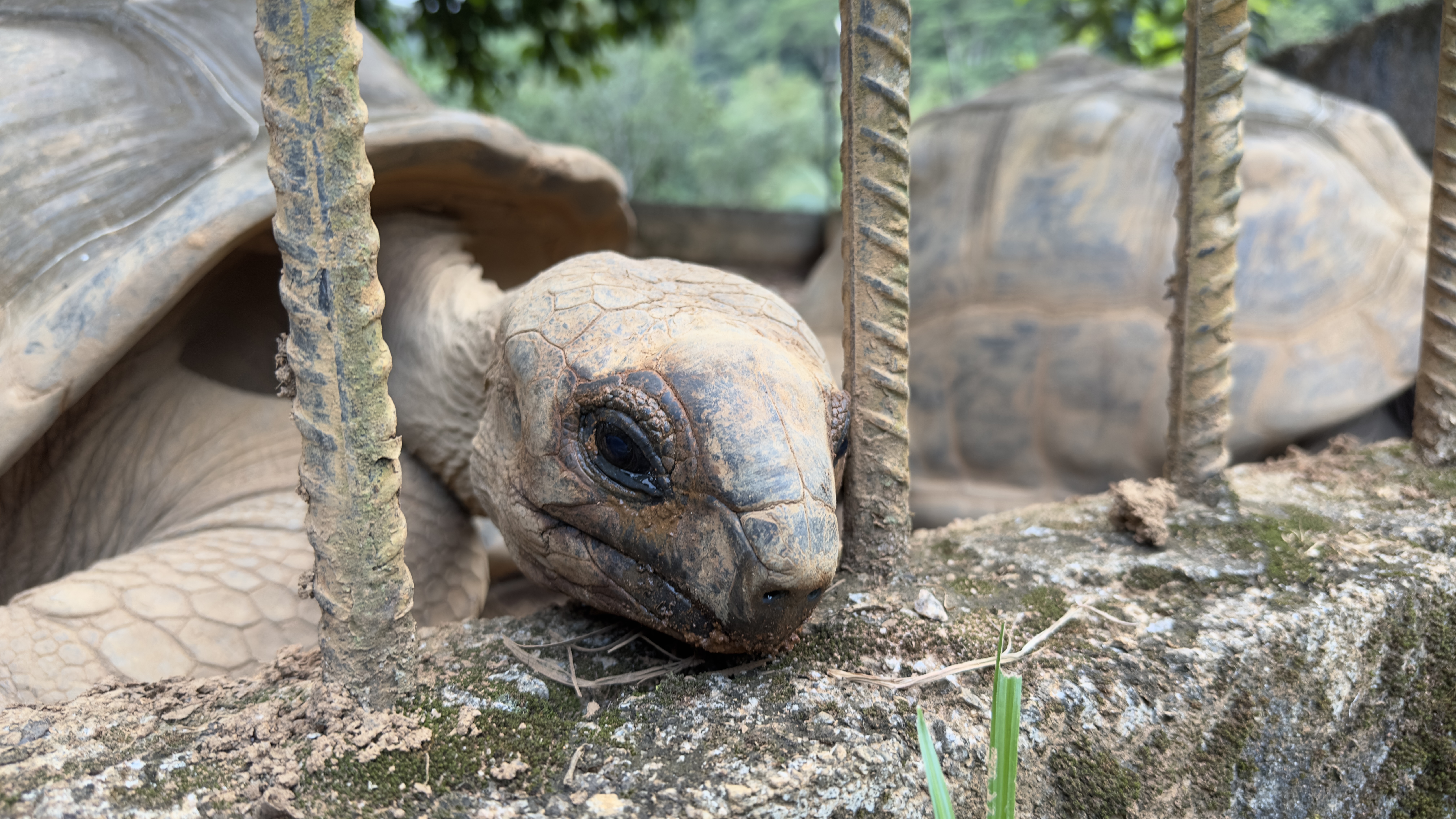 Breakfast with the Giants: Mornings at Blue Hill Hotel, Seychelles
