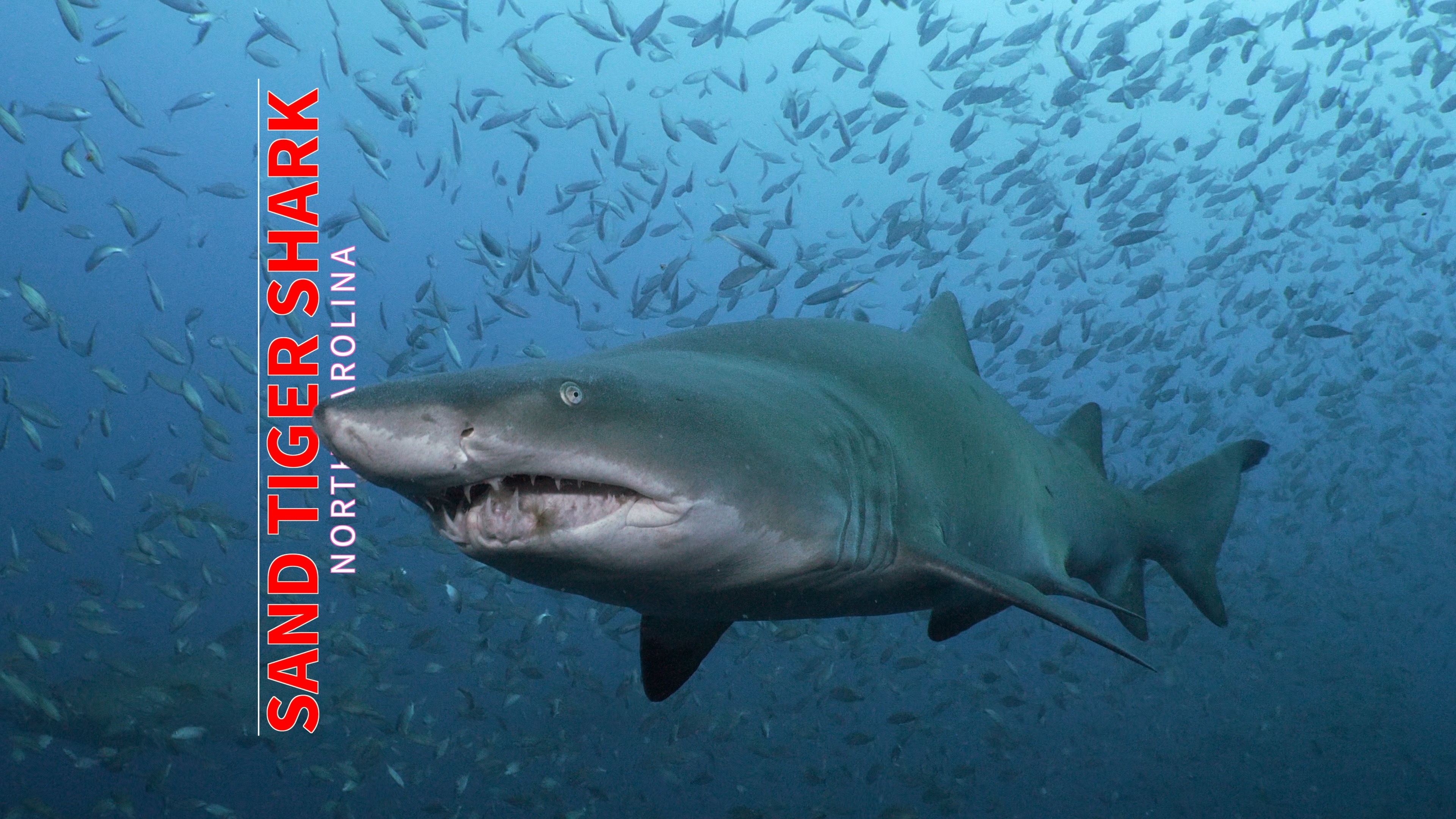 Face to Face with a Sand Tiger Shark in North Carolina