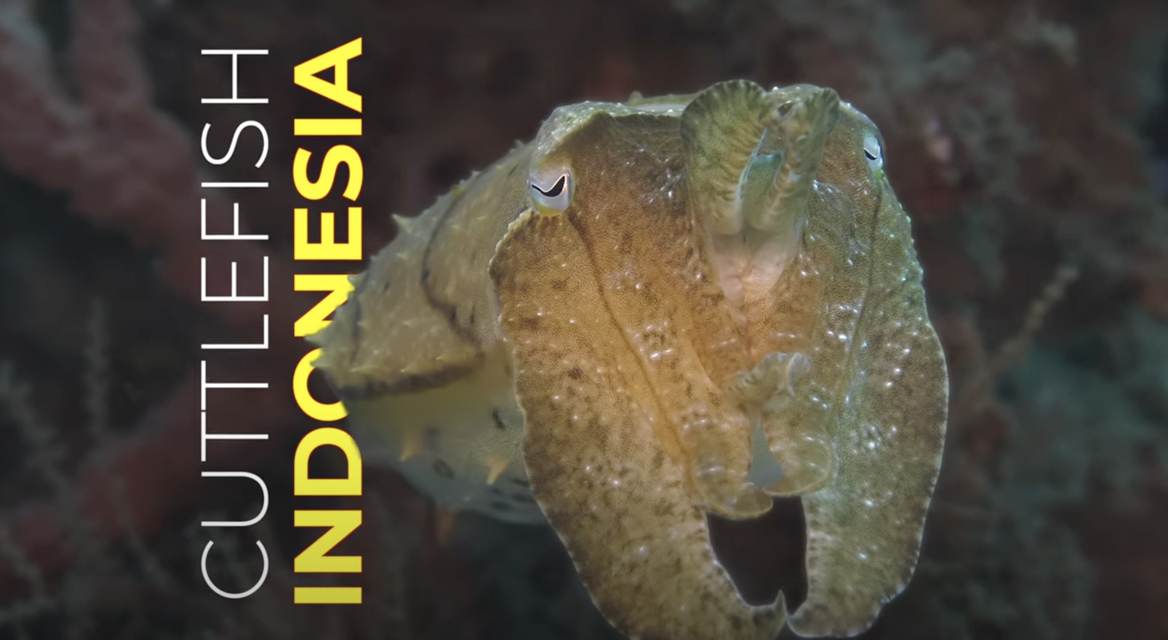 Observing a Pharaoh Cuttlefish (Sepia pharaonis) in Indonesia’s Reefs