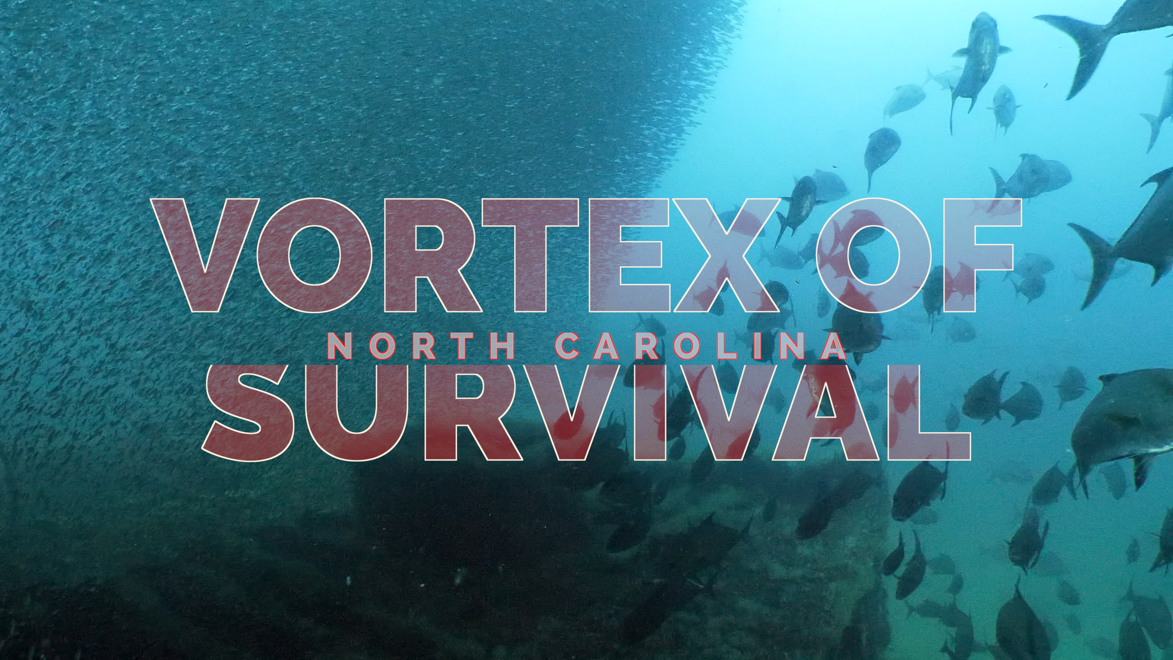 Vortex of Survival: Baitball Frenzy on a North Carolina Shipwreck