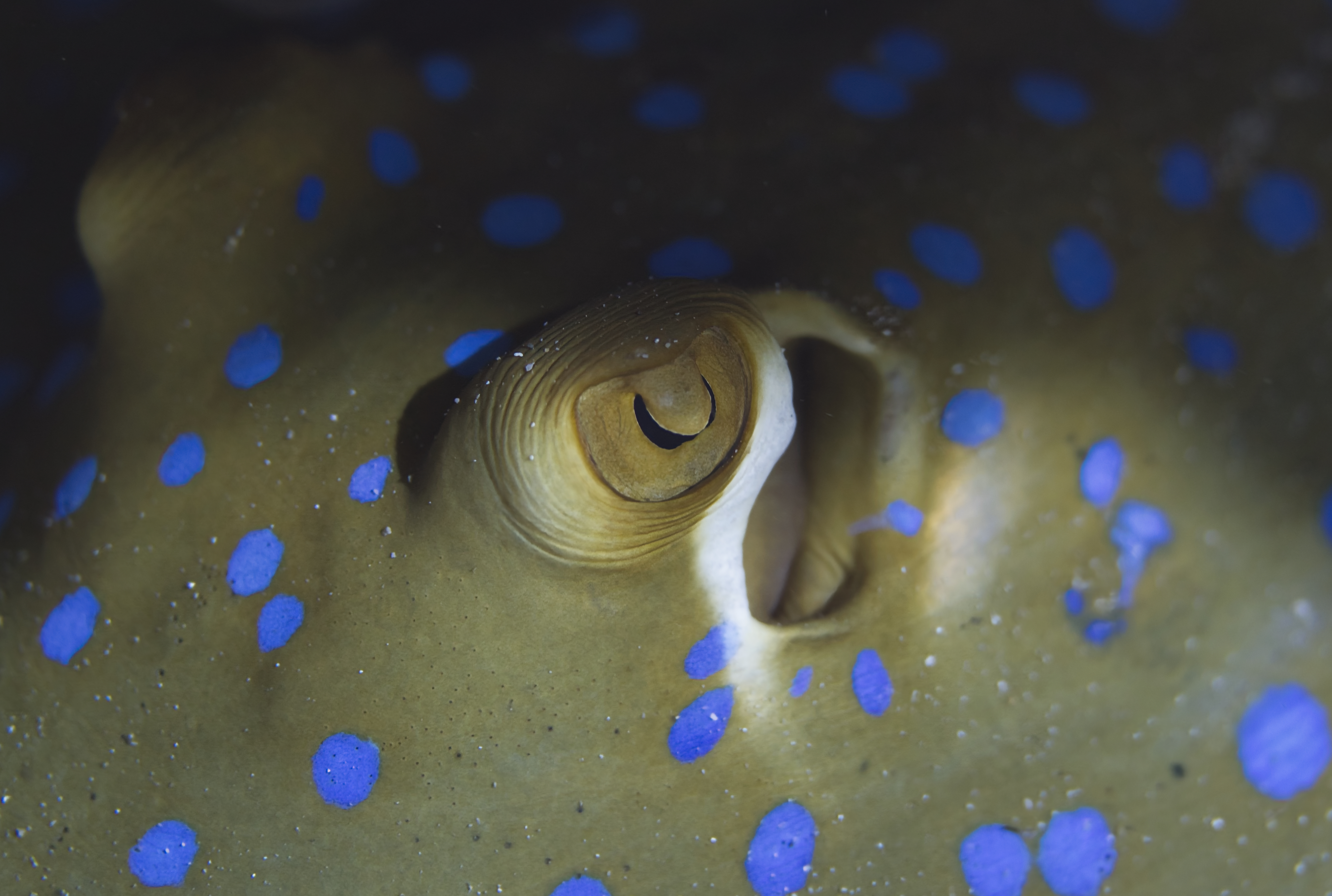 The Eye of the Bluespotted Ribbontail Ray