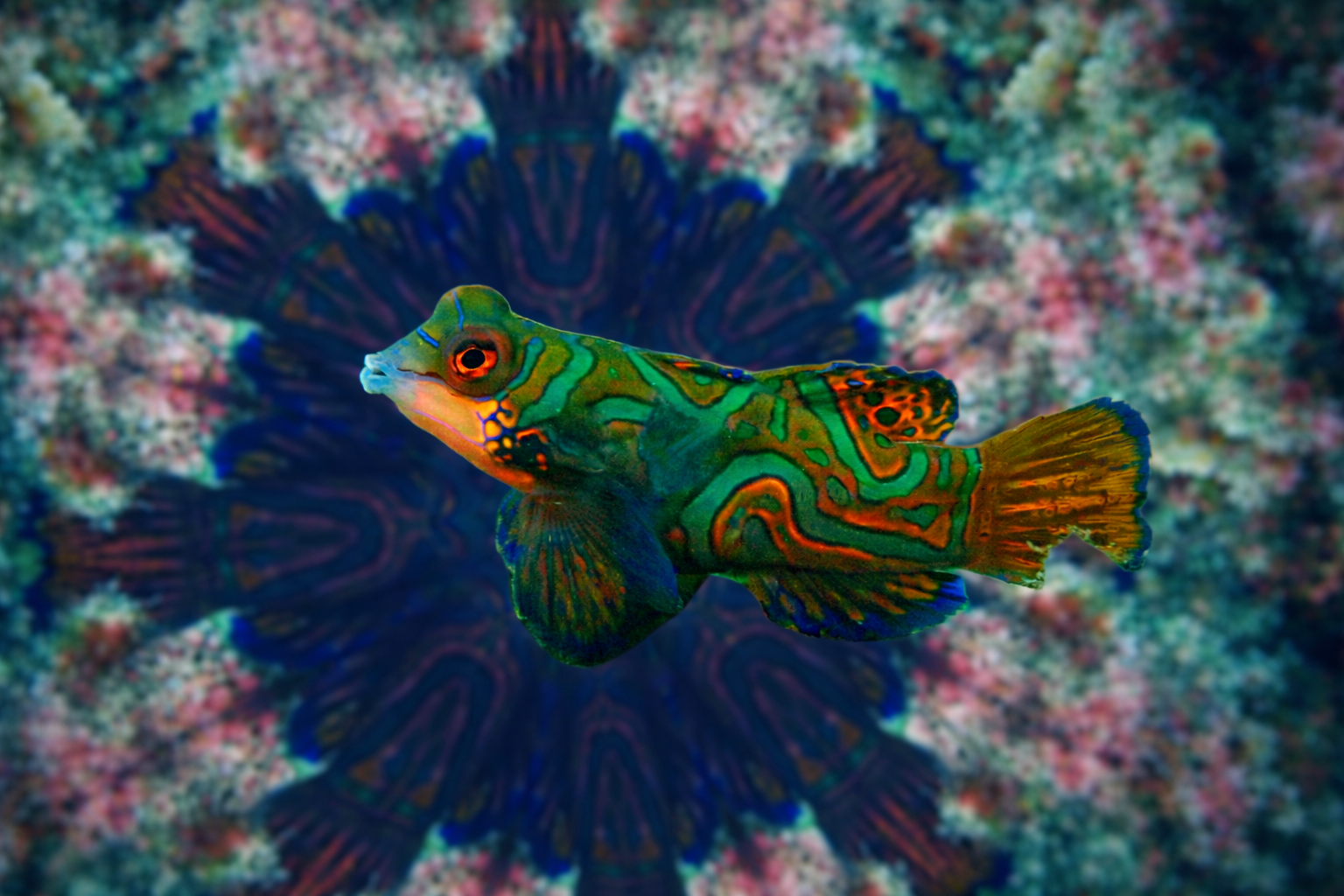 Mandarinfish in Lembeh Strait: Color, Camouflage, and Calm at Dusk