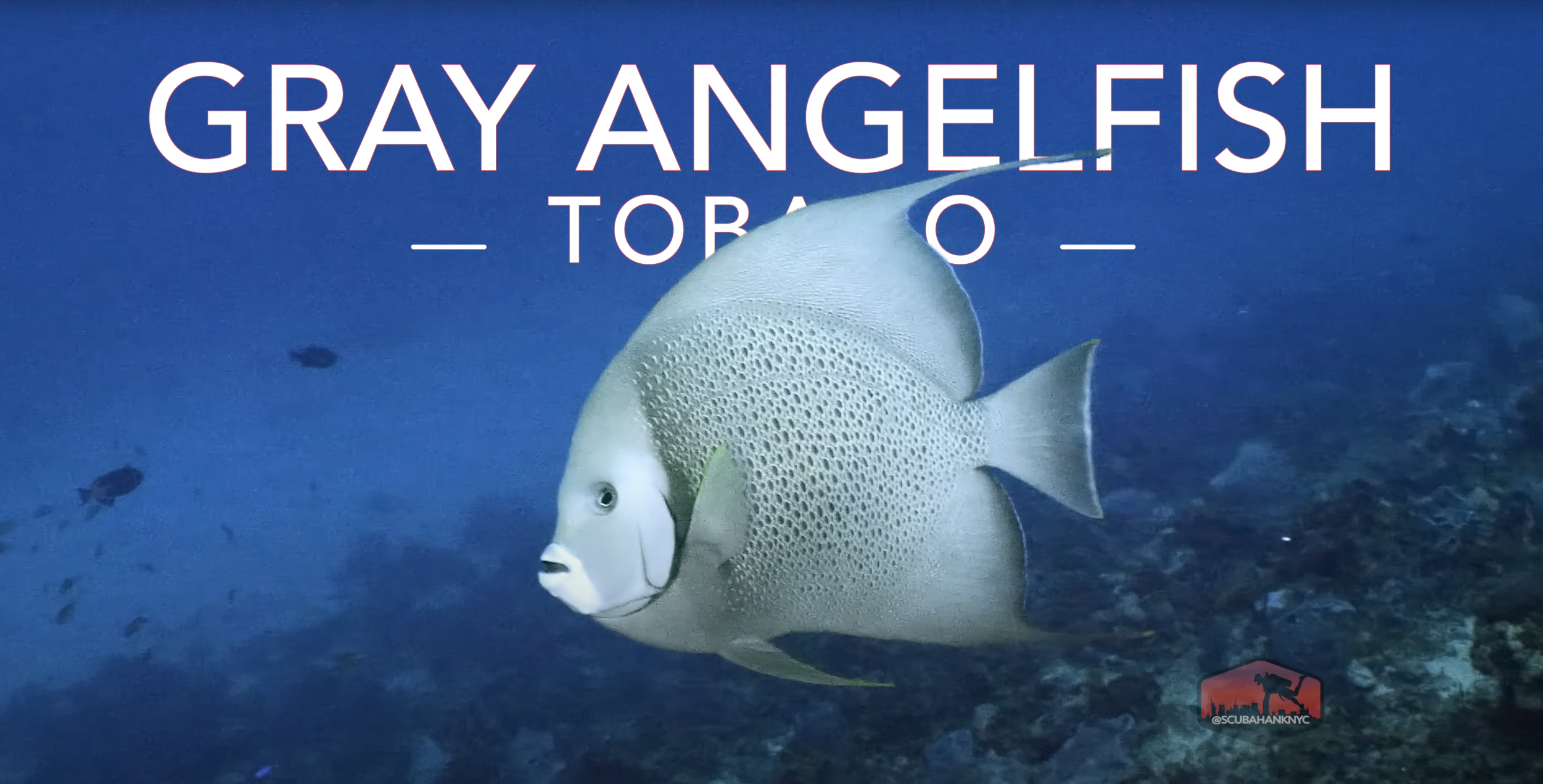 Gray Angelfish (Pomacanthus arcuatus) – Caribbean Reef Fish Guide
