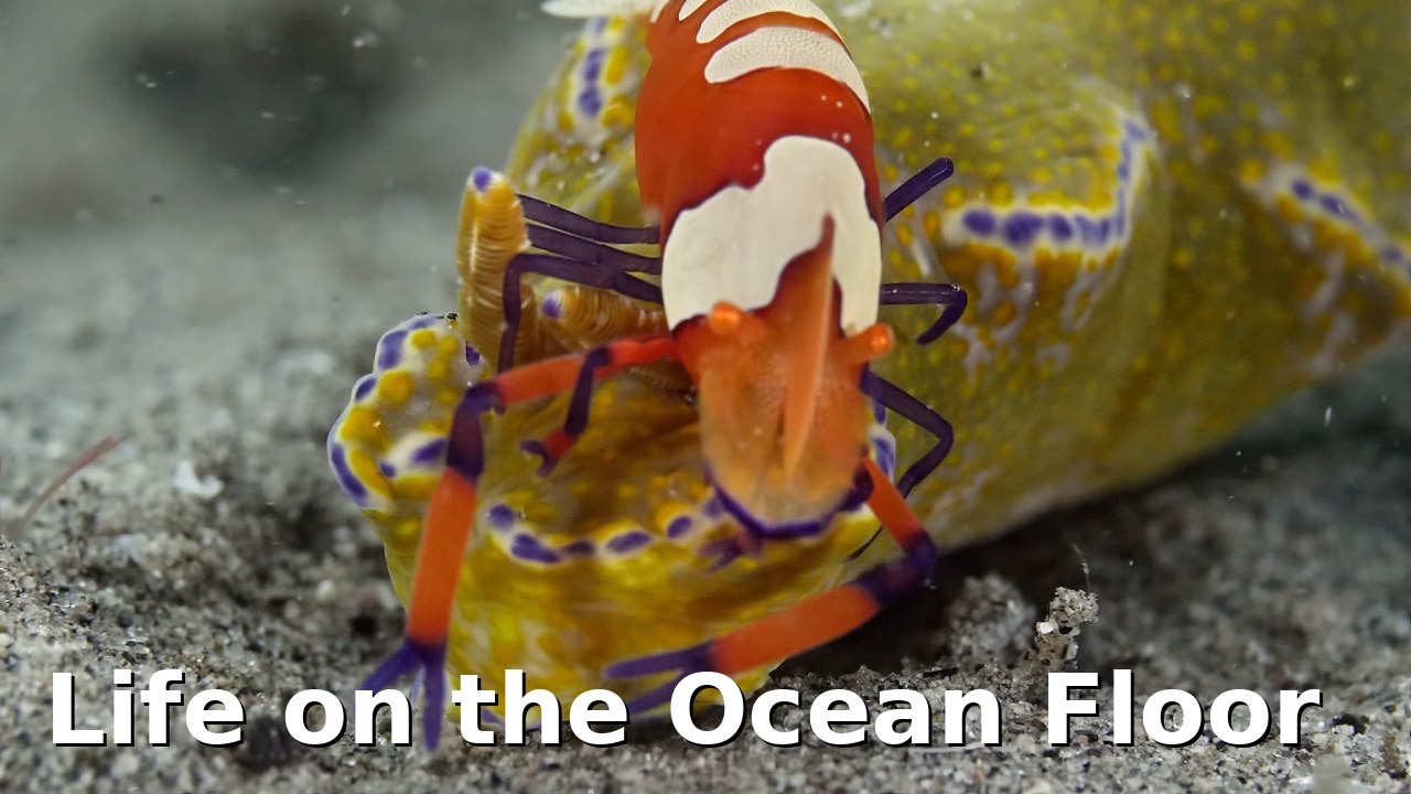 Life on the Ocean Floor – Dauin