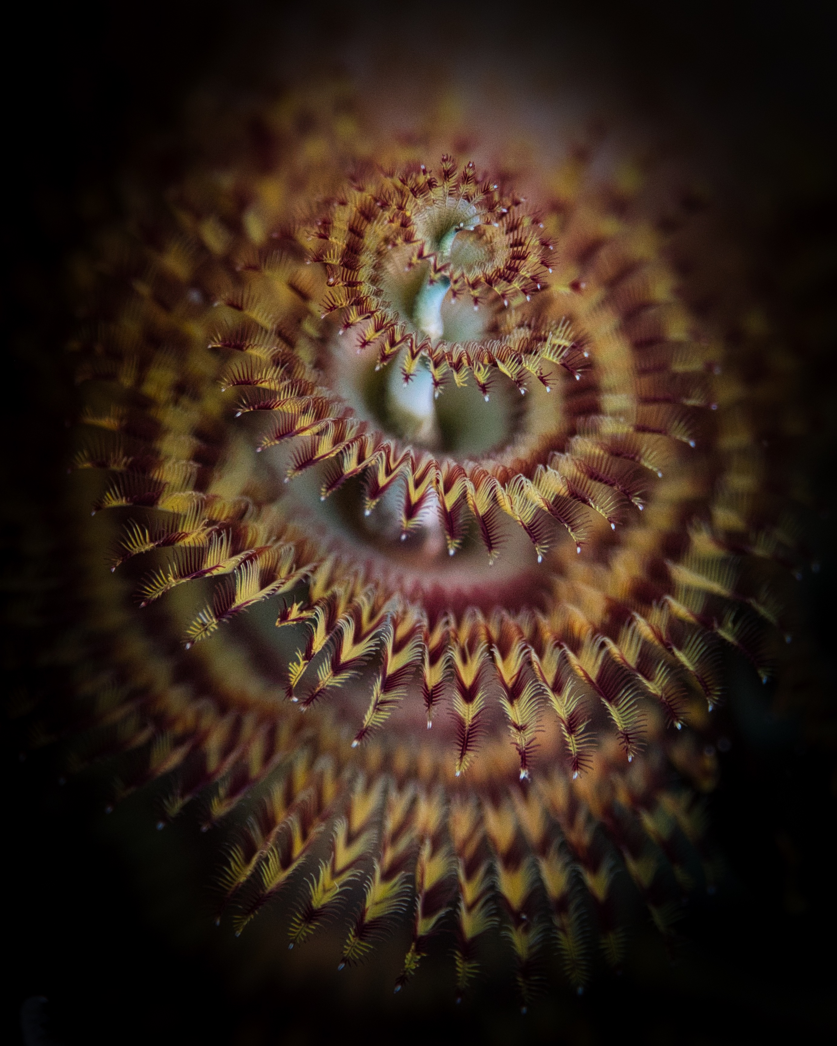 The Christmas Tree Worm: A Living Jewel of the Reef