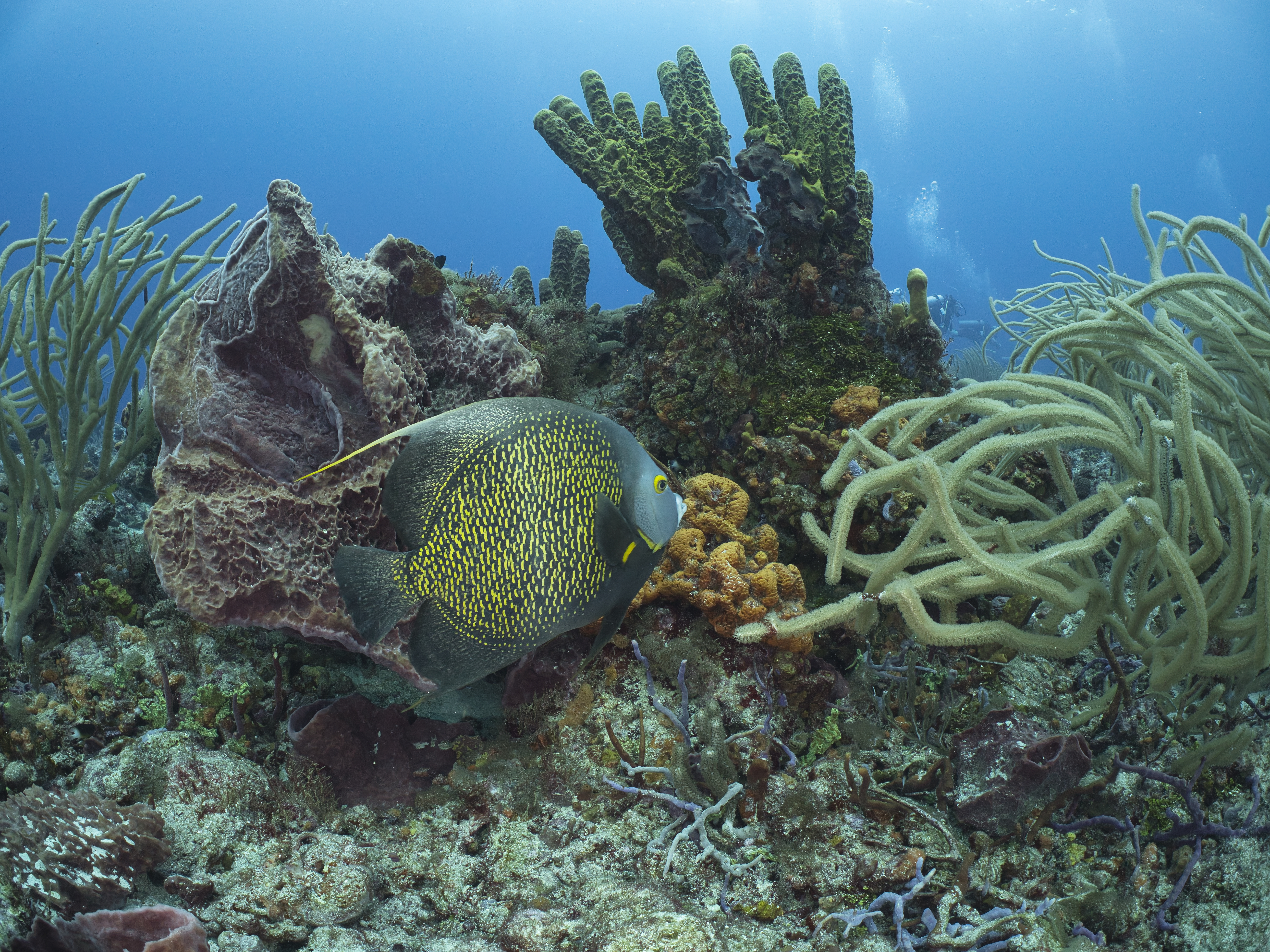 Tobago Diving Photos: Exploring the Pristine Reefs of Speyside