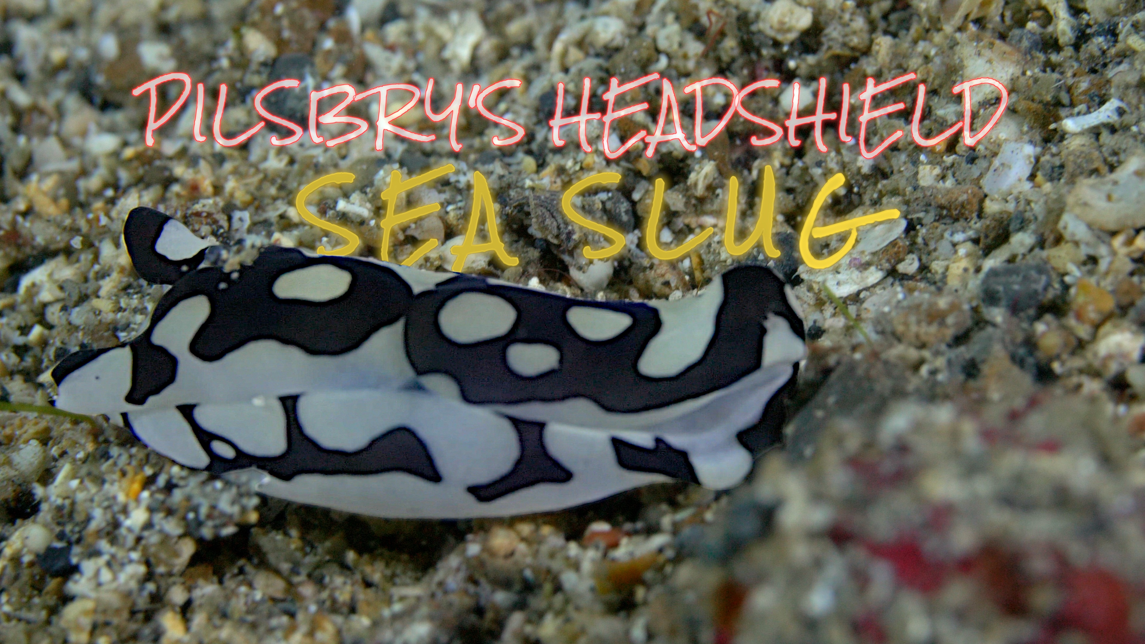 Pilsbry’s Headshield Slug: The Black & White Sea Slug That’s Not a Nudibranch