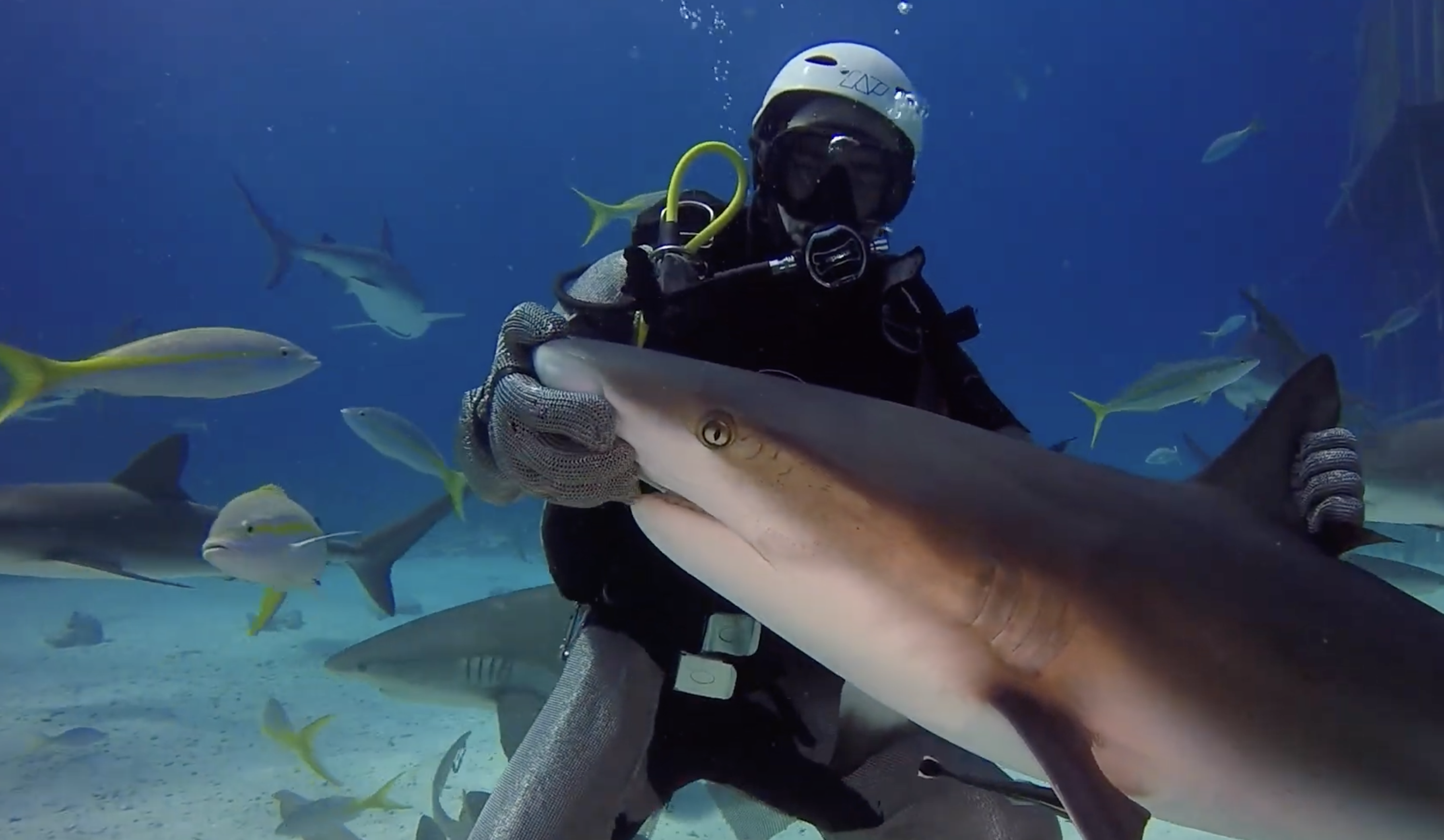 Shark Arena Dive Nassau Bahamas (Depth & Sharks)