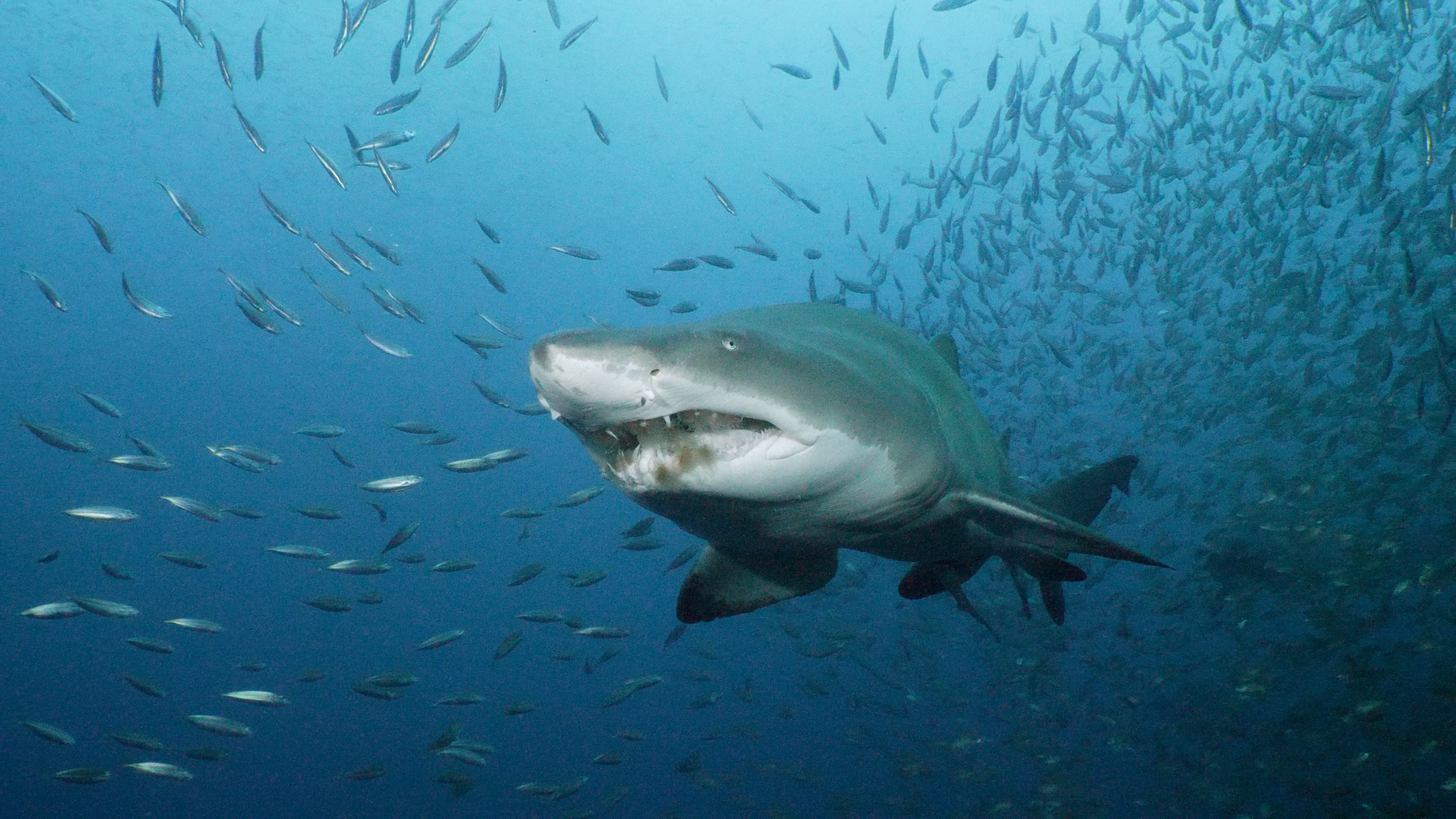 Sand Tiger Sharks of the North Carolina Shipwrecks