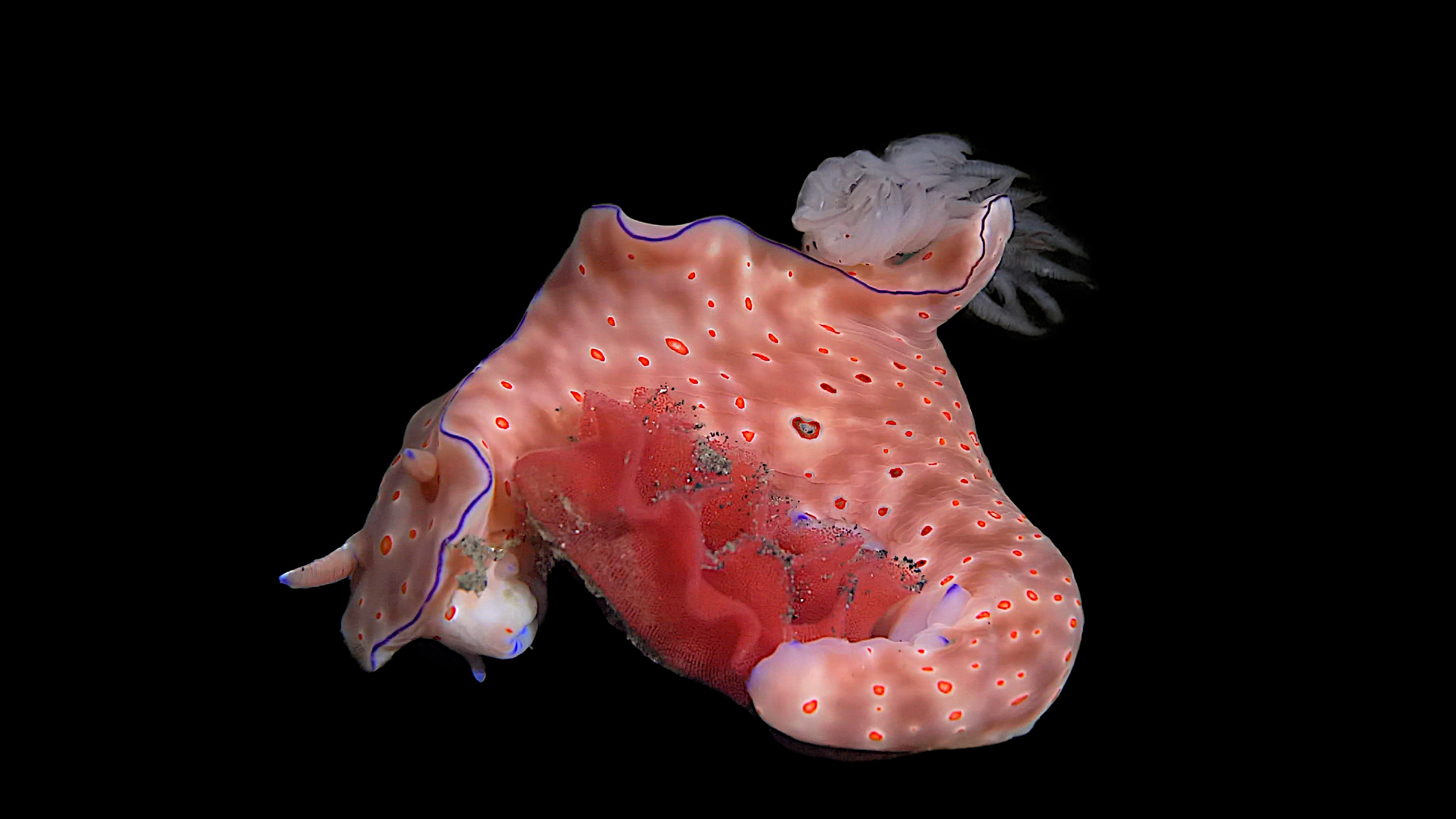 Ceratosoma trilobatum Laying Its Egg Ribbon in Lembeh Strait