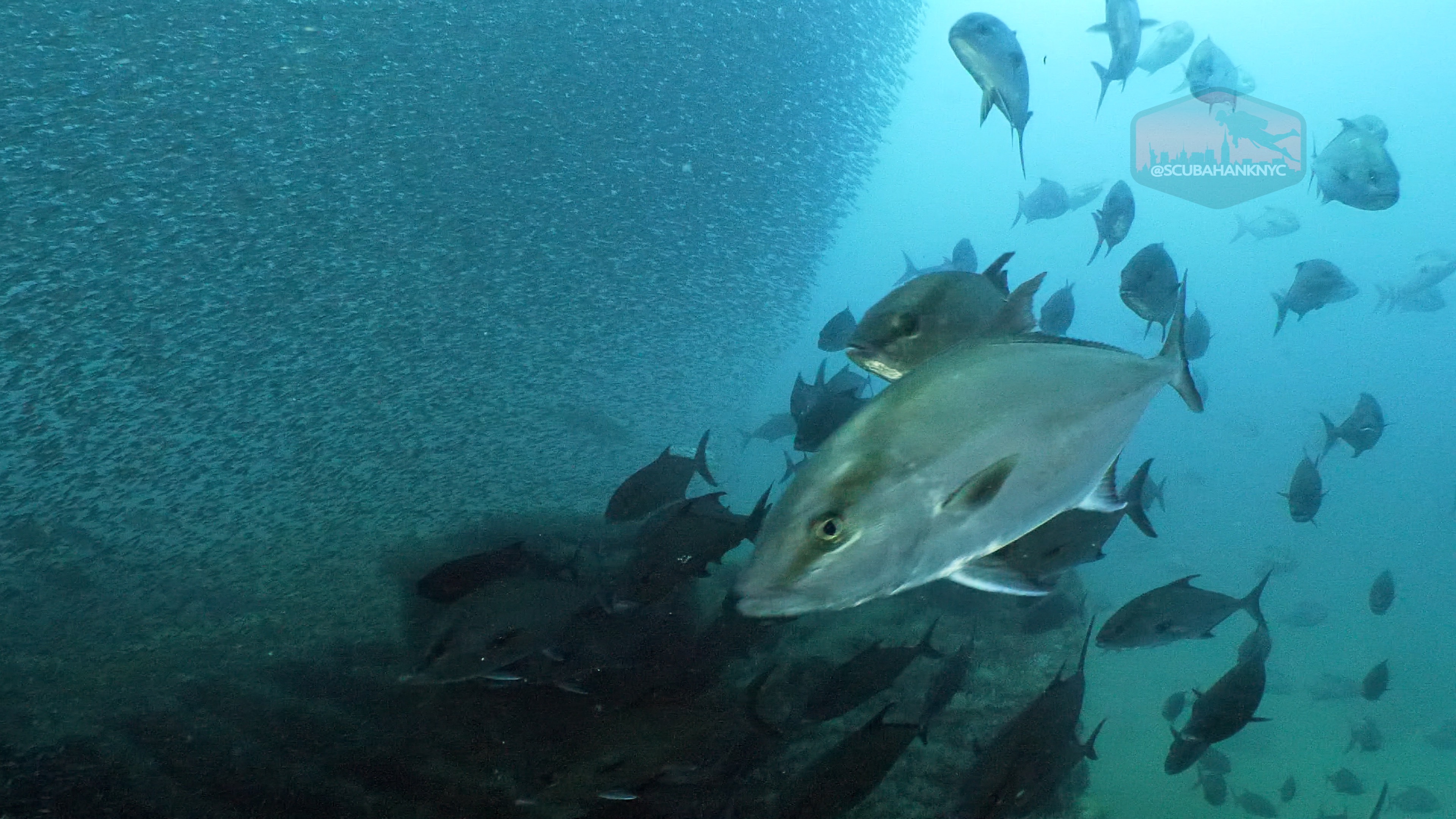 A large jack surrounded by a dense school of baitfish swirls around a sunken wreck during an Atlantis Charters dive off North Carolina.