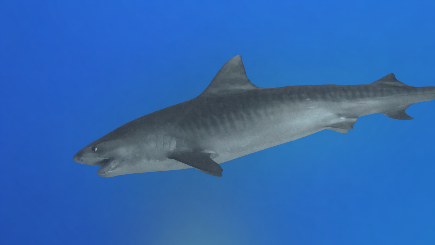 Predators: The Survivor — A Tiger Shark with a Broken Jaw (Maldives)