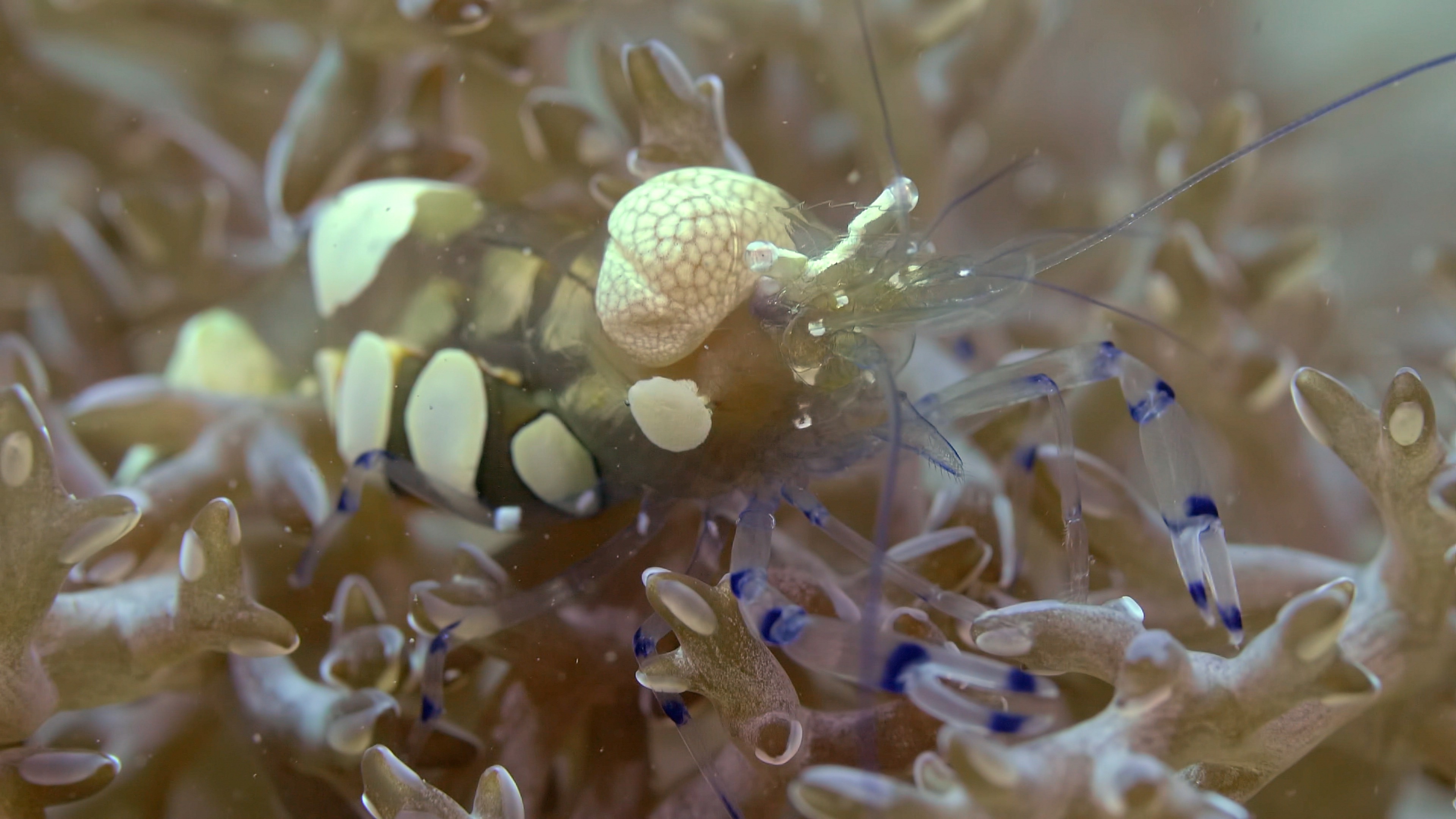 Peacock-tail anemone shrimp (Periclimenes brevicarpalis) among sea anemone tentacles in Siladen, Indonesia