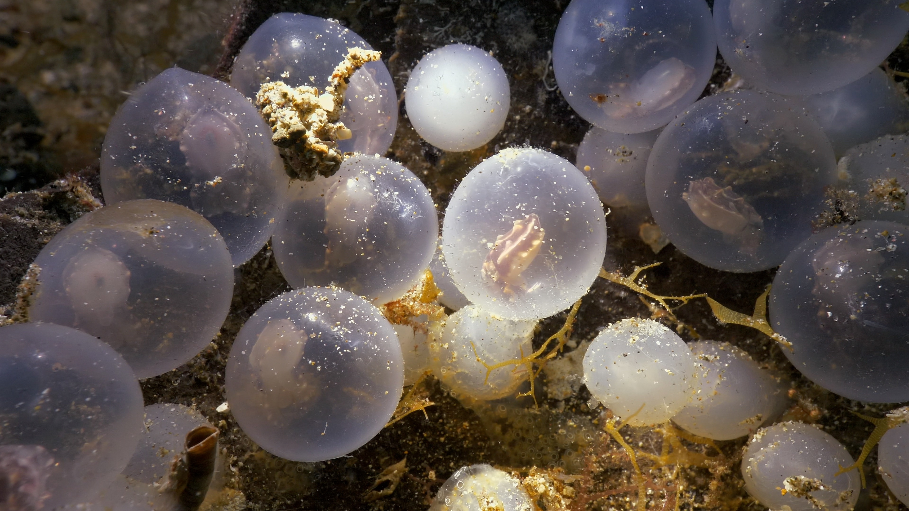 Flamboyant Cuttlefish Embryos Developing Inside the Egg — Anilao