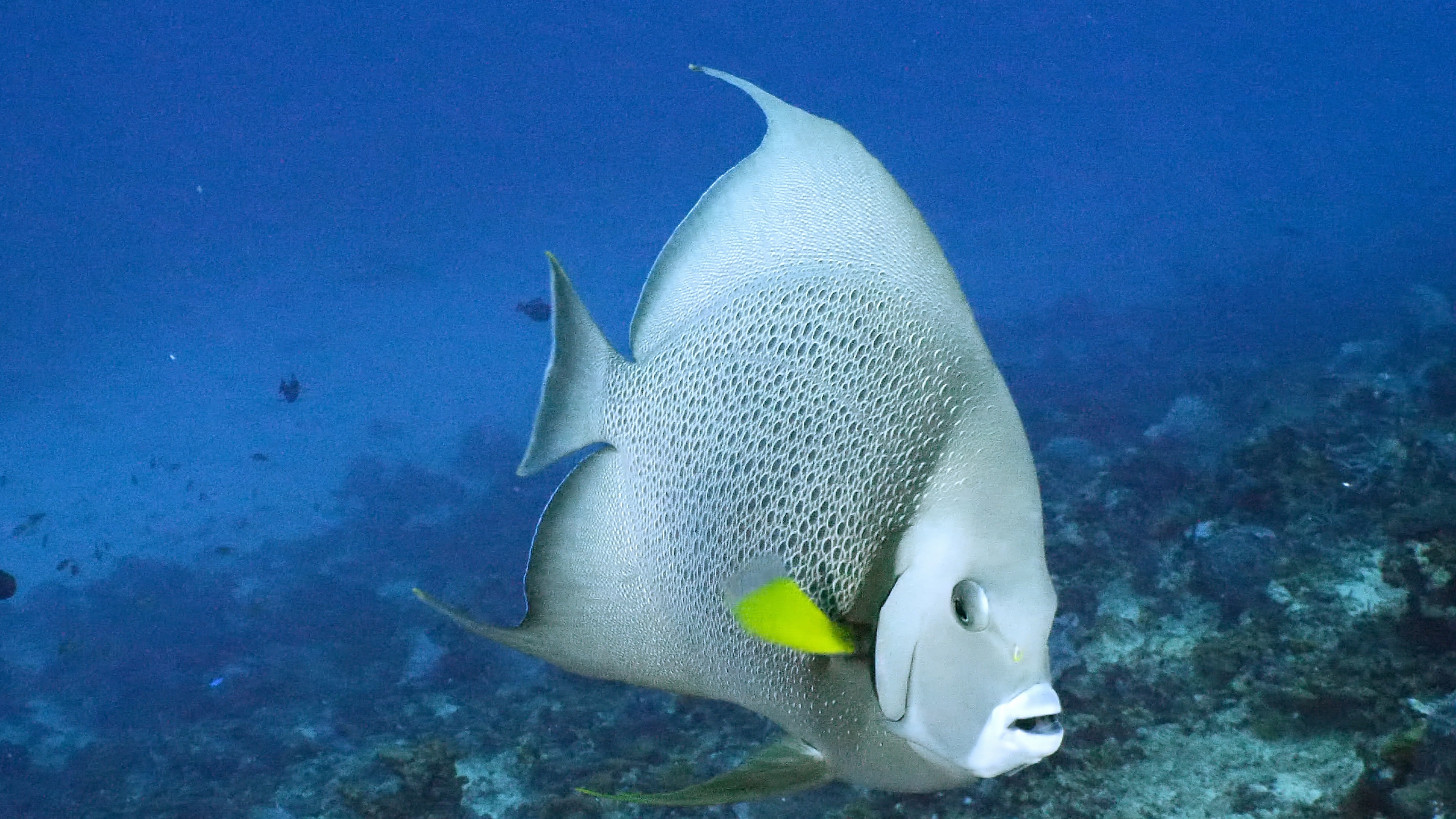 Gray angelfish swimming over a Caribbean reef off the coast of Tobago