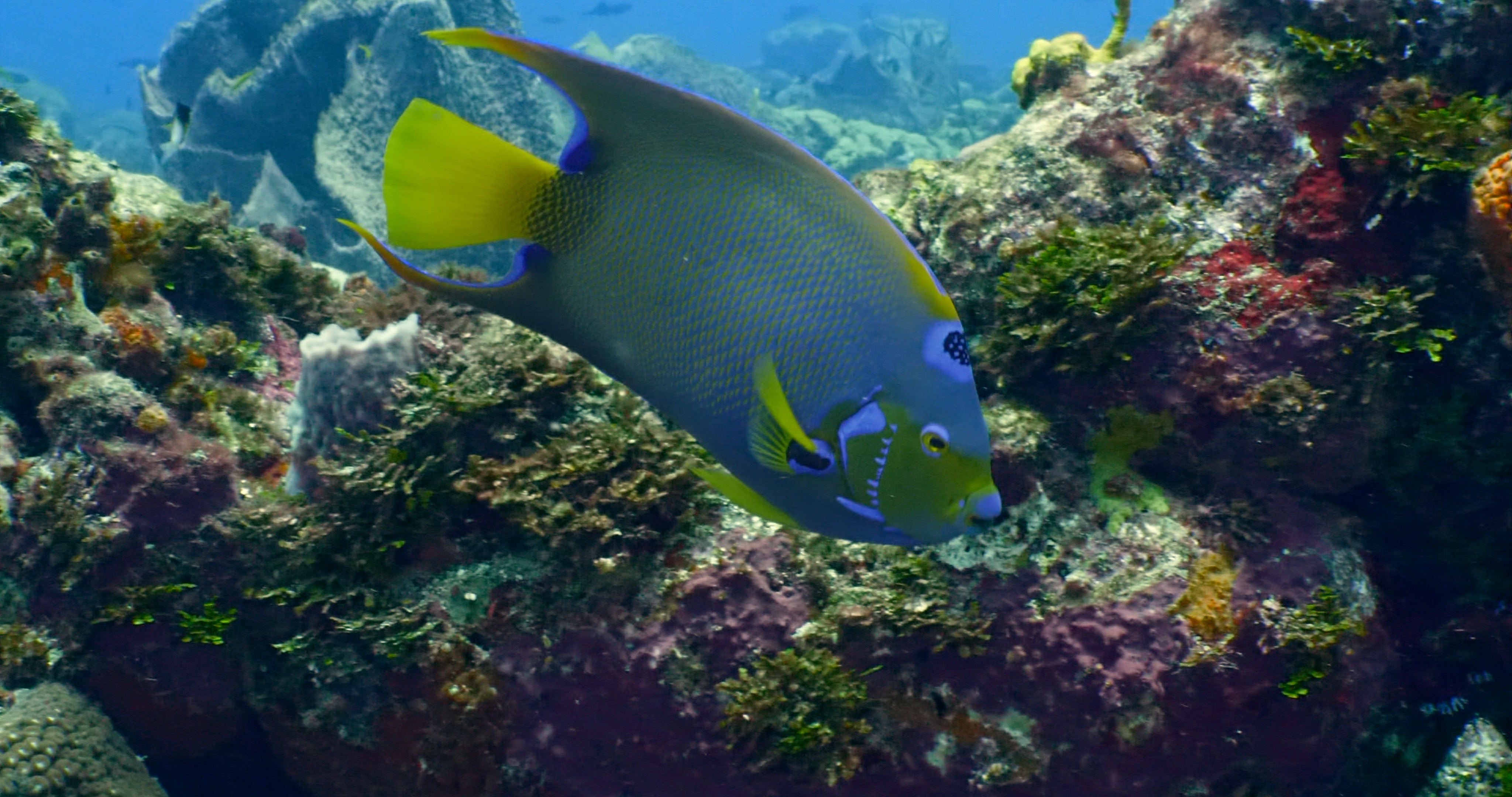 Queen Angelfish (Holacanthus ciliaris) – Tobago
