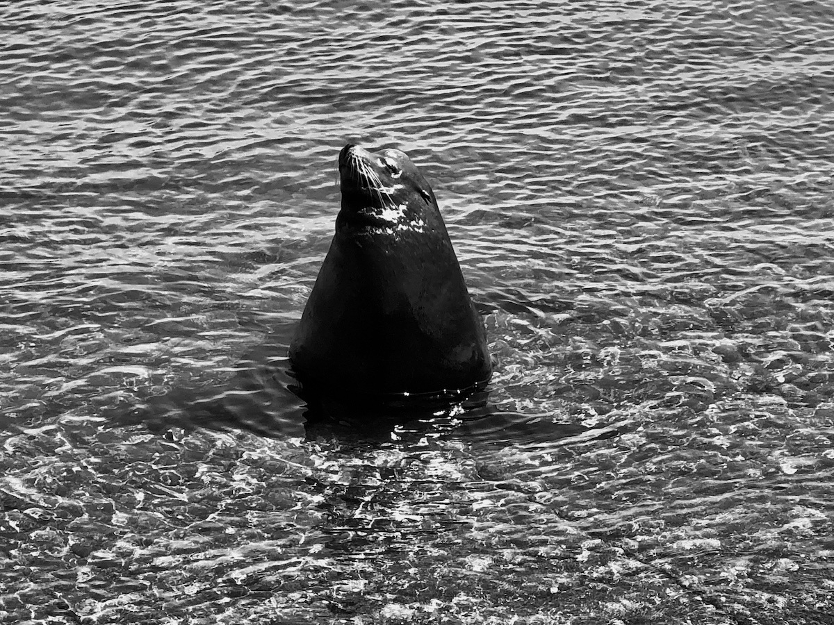 Mexico Marine Life: Sharks, Mantas, Dolphins & Guitarfish