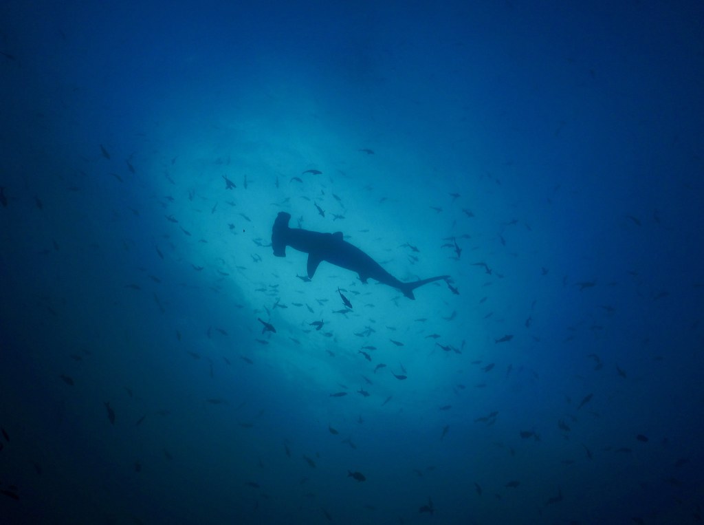Hammerhead Silhouette, Galápagos