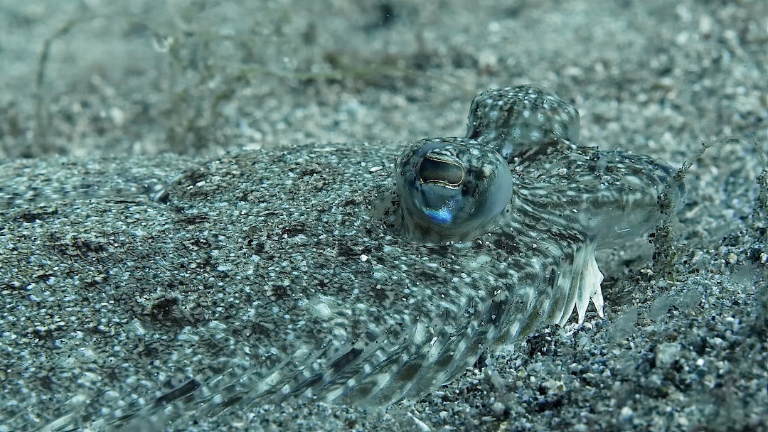 St. Vincent Flounder Eyes