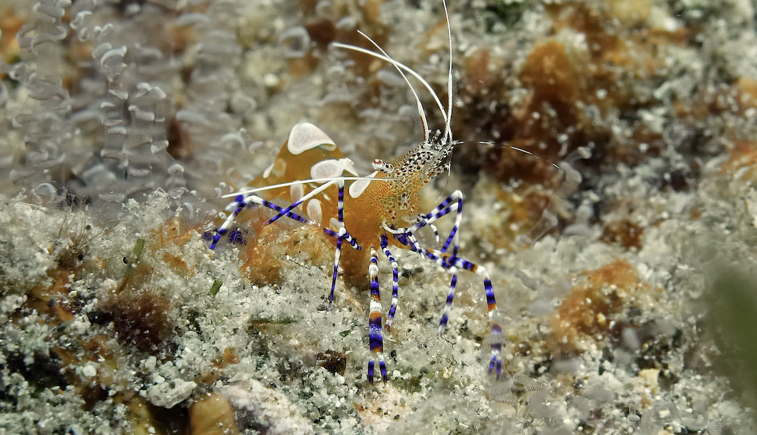 Spotted Cleaner Shrimp