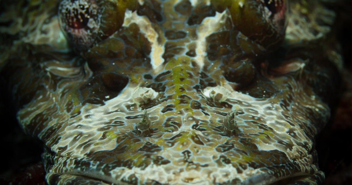 Crocodile Fish