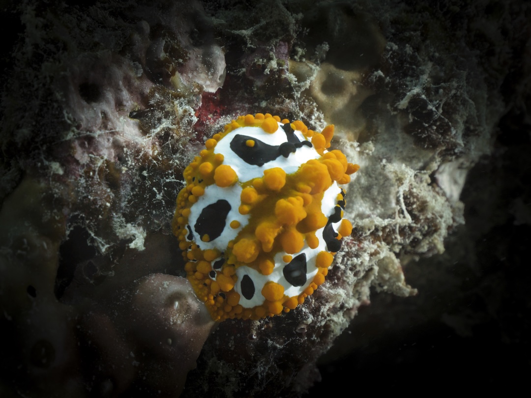 Orange-tubercled nudibranch with black-and-white markings on a reef in the Seychelles