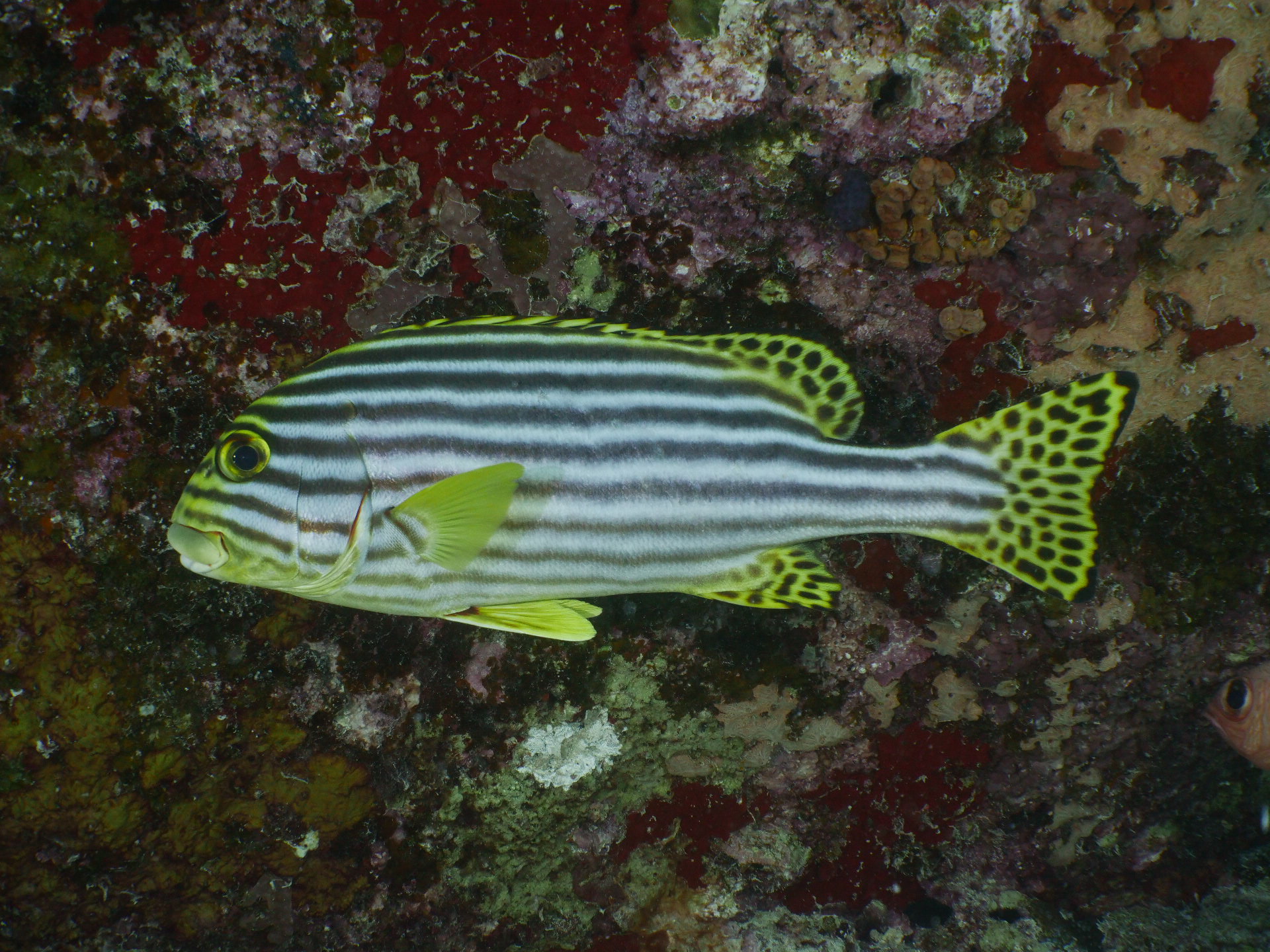 Sweetlips and the Sergeant Major