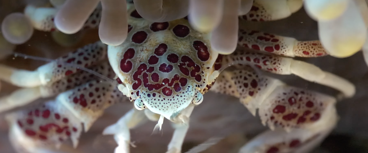 Spotted Porcelain Crab