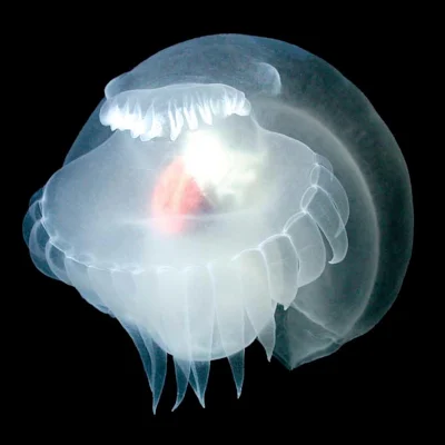 AquaClaire Avatar